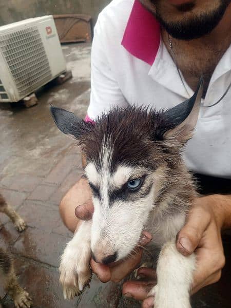 black or white husky dogs he top quality he 5