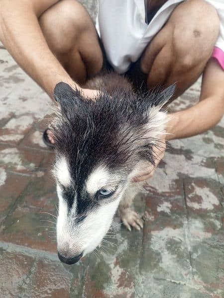 black or white husky dogs he top quality he 6