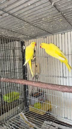 yellow ringneck breeder pair parrot