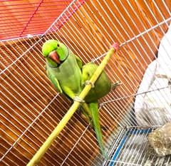 Green parrots bht Pyara Pair hai only sale not for cage