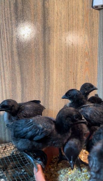 Ayam Cemani Chicks Available 0