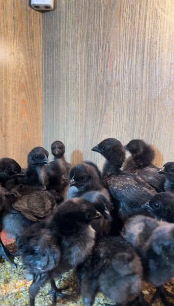 Ayam Cemani Chicks Available 1