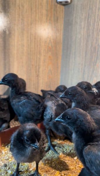 Ayam Cemani Chicks Available 2