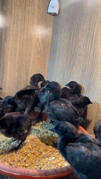 Ayam Cemani Chicks Available 3