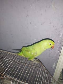 fully hand tamed parrot female urgent sale