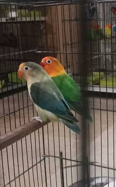 Lovebirds 6 Beautiful Breeder Pair