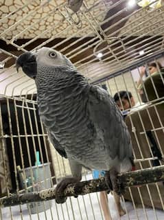 Female African Gray Talking Parrot
