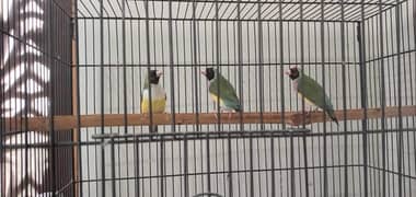 Gouldian Femails available for first breed
