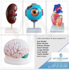 Human Anatomy Models | Human Teaching Models | Wholesaler