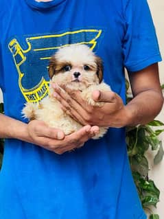 Top Quality Shihtzu female pup