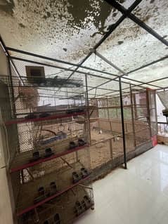 Master Cages with Partition | Karachi