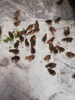 Egyption Fyuomi pure misri chicks for sale