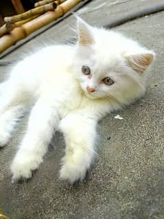 triple coat Persian kitten white