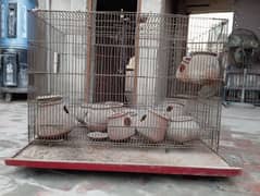Iron Pinjra / Bird Cage