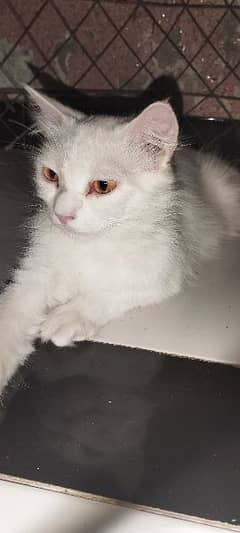Full white Persian cat with yellow eyes