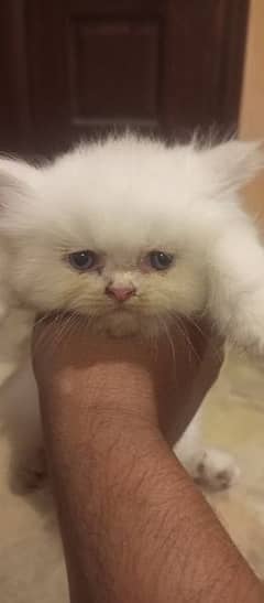Persian Kittens 40 Days