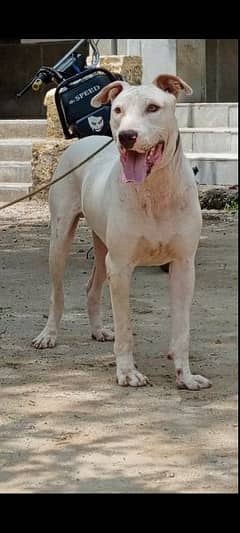 pure bully gultair male for sale