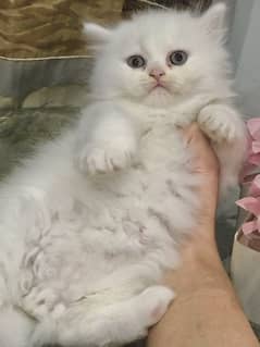 persian kittens available