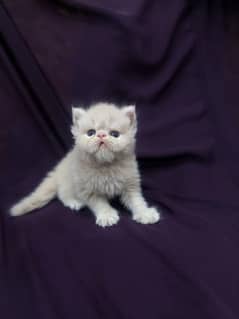 Persian cat pikki punch face for sale