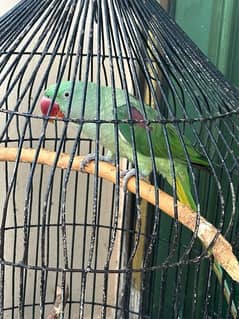 Alexanderine Raw Male Parrot for sale