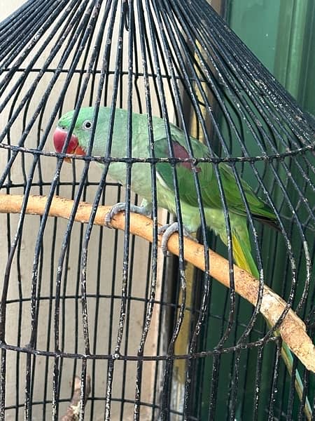 Alexanderine Raw Male Parrot for sale 0