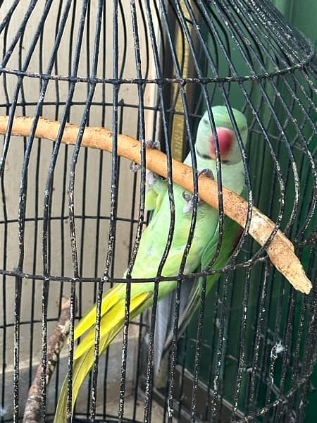 Alexanderine Raw Male Parrot for sale 2