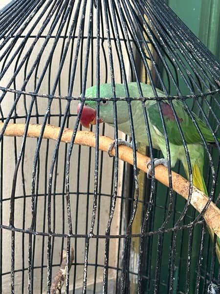 Alexanderine Raw Male Parrot for sale 3