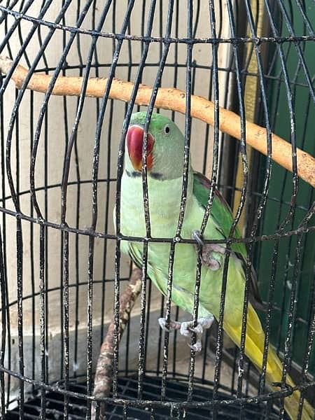 Alexanderine Raw Male Parrot for sale 4