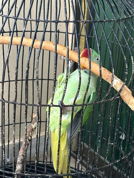 Alexanderine Raw Male Parrot for sale 5