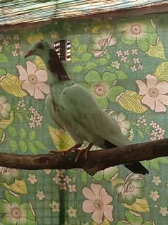 fancy pigeon for sale