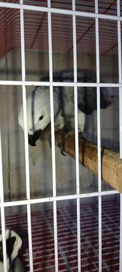 African grey parrot pair 10 month old male female