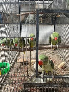 Parrots