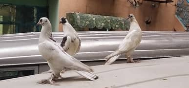 sherzai pigeon for sale