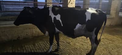imported freazon cow for sale