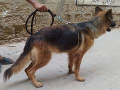 German shepherd female available for sale