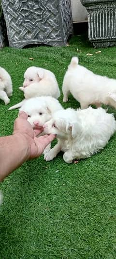 Russian puppy full white