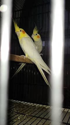 Quality cockatiel 4 home breed breeder pairs with proofs