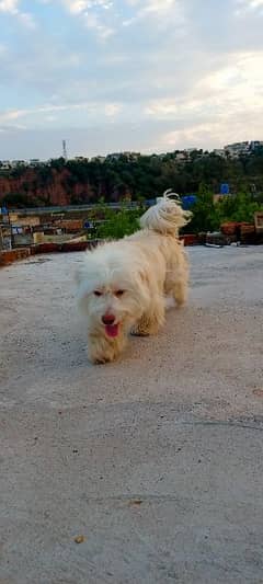 Meltese Terrier Pair For Sale