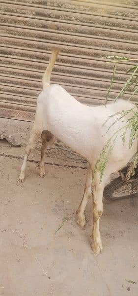 Gulabi Bakra 2