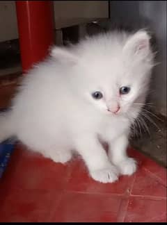 Persian kittens looking for new home