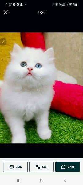 Persian Punch face triple coat cat Kitten 1