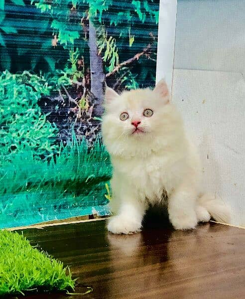 Persian Punch face triple coat cat Kitten 3