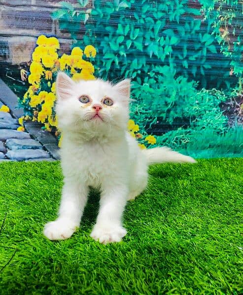 Persian Punch face triple coat cat Kitten 8