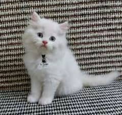 Persian cat baby