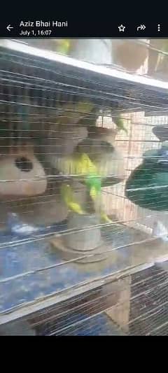 bird's cage & 25 Australian pair 0