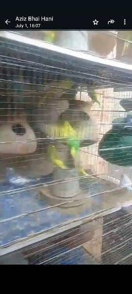 bird's cage & 25 Australian pair 0