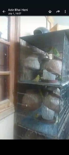 bird's cage & 25 Australian pair 1