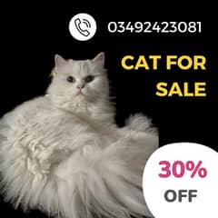 30% Discount on White Siberian Adult Cat for sale (Vaccinated)