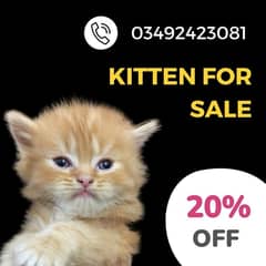 20% Discount on Siberian Kitten for sale