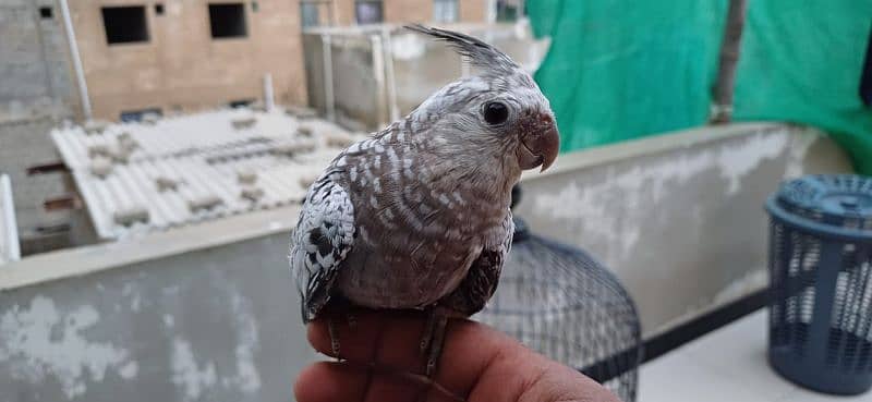 Tame Cream cocktail|cockatiel|pied cockatiel 1